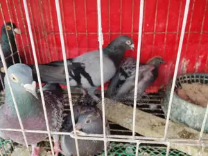 Pigeons for Sale