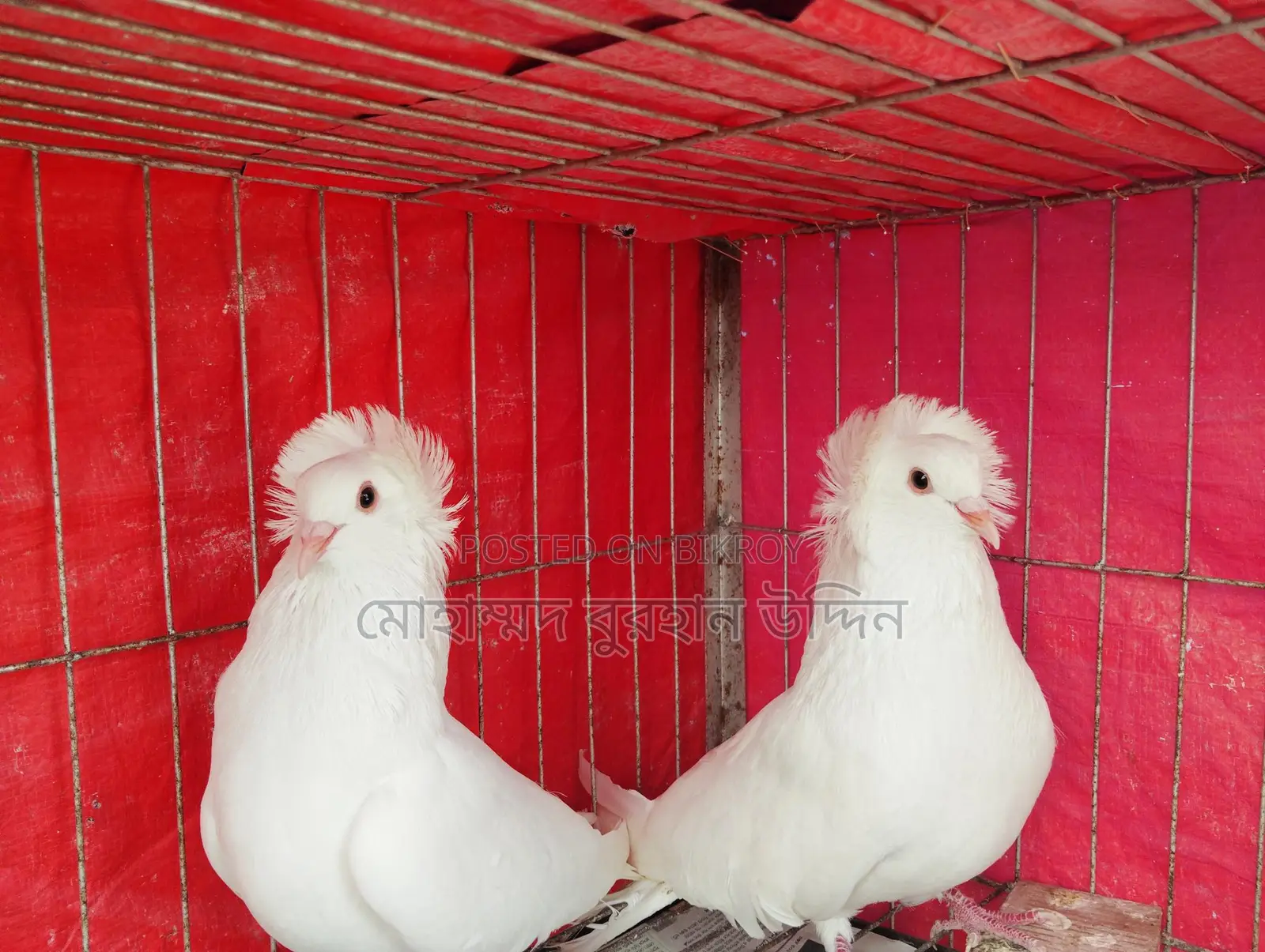 Pigeons for Sale