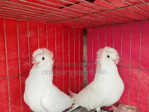 Pigeons for Sale