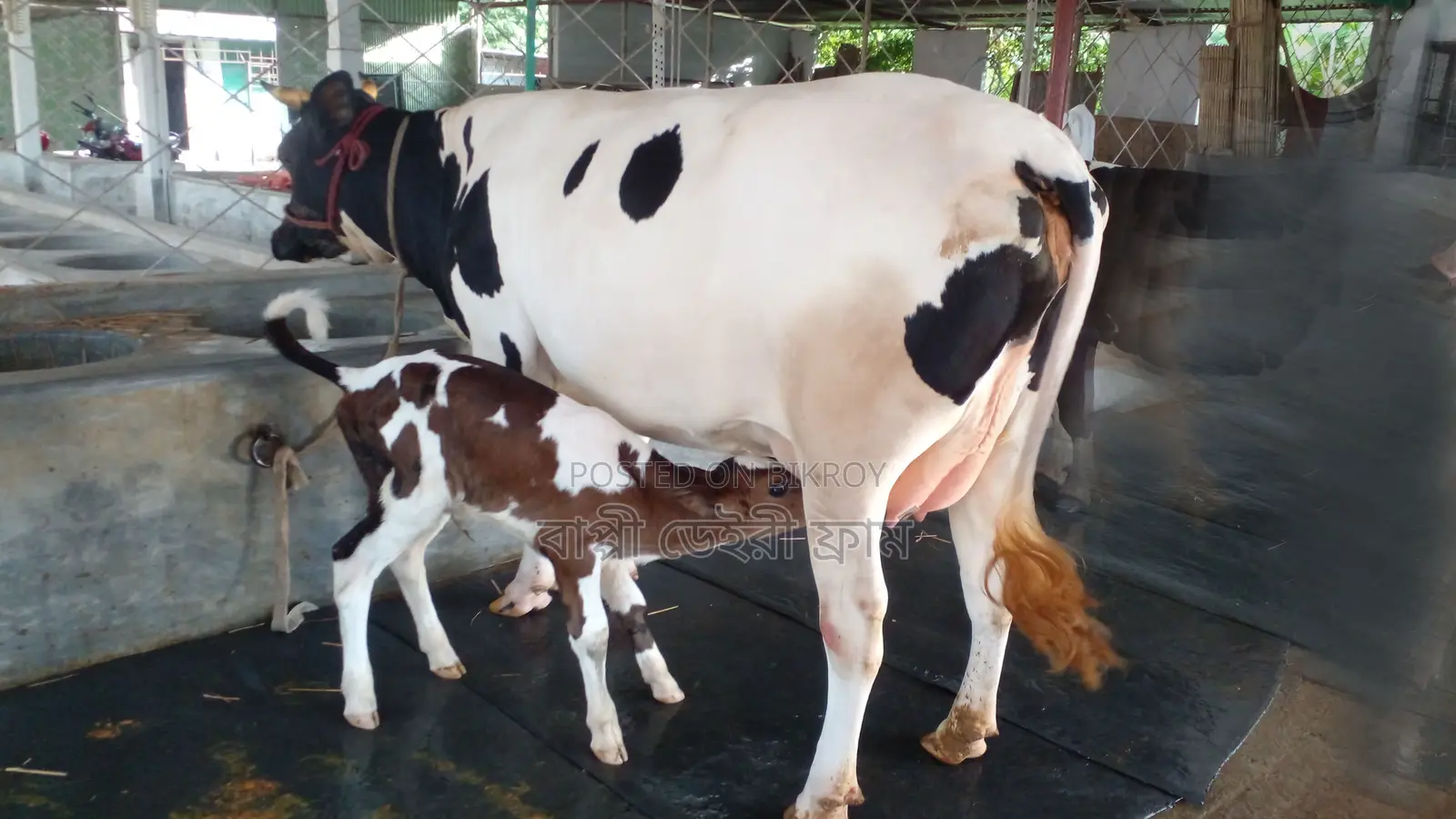 No. 999 High-Quality Dairy Cow.
