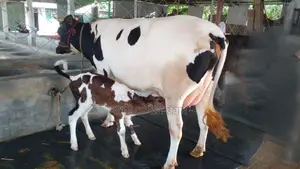 No. 999 High-Quality Dairy Cow.