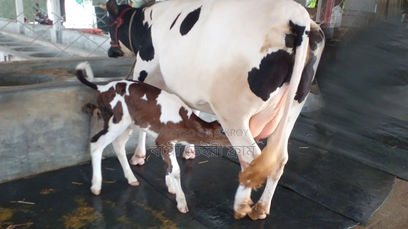 No. 999 High-Quality Dairy Cow.