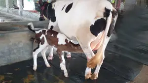 No. 999 High-Quality Dairy Cow.