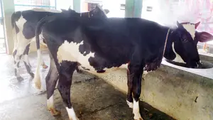 ১০০০নং উন্নত জাতের ৩টি বকনা বিক্রয় হবে।