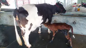 ৯৯৮ নং উন্নত জাতের গাভী বিক্রয় হবে।