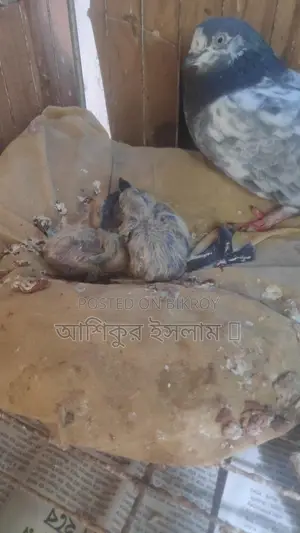 একজোড়া গিরিবাজ কবুতর বাচ্চা সহ
