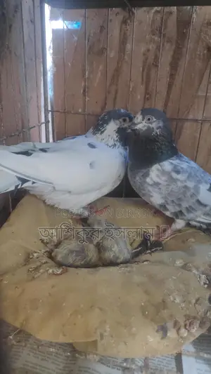 একজোড়া গিরিবাজ কবুতর বাচ্চা সহ