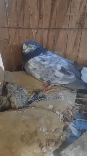 একজোড়া গিরিবাজ কবুতর বাচ্চা সহ