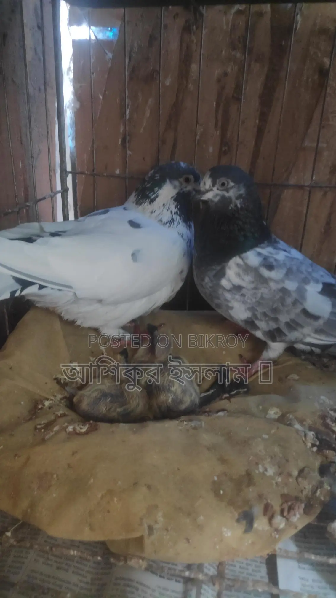 একজোড়া গিরিবাজ কবুতর বাচ্চা সহ