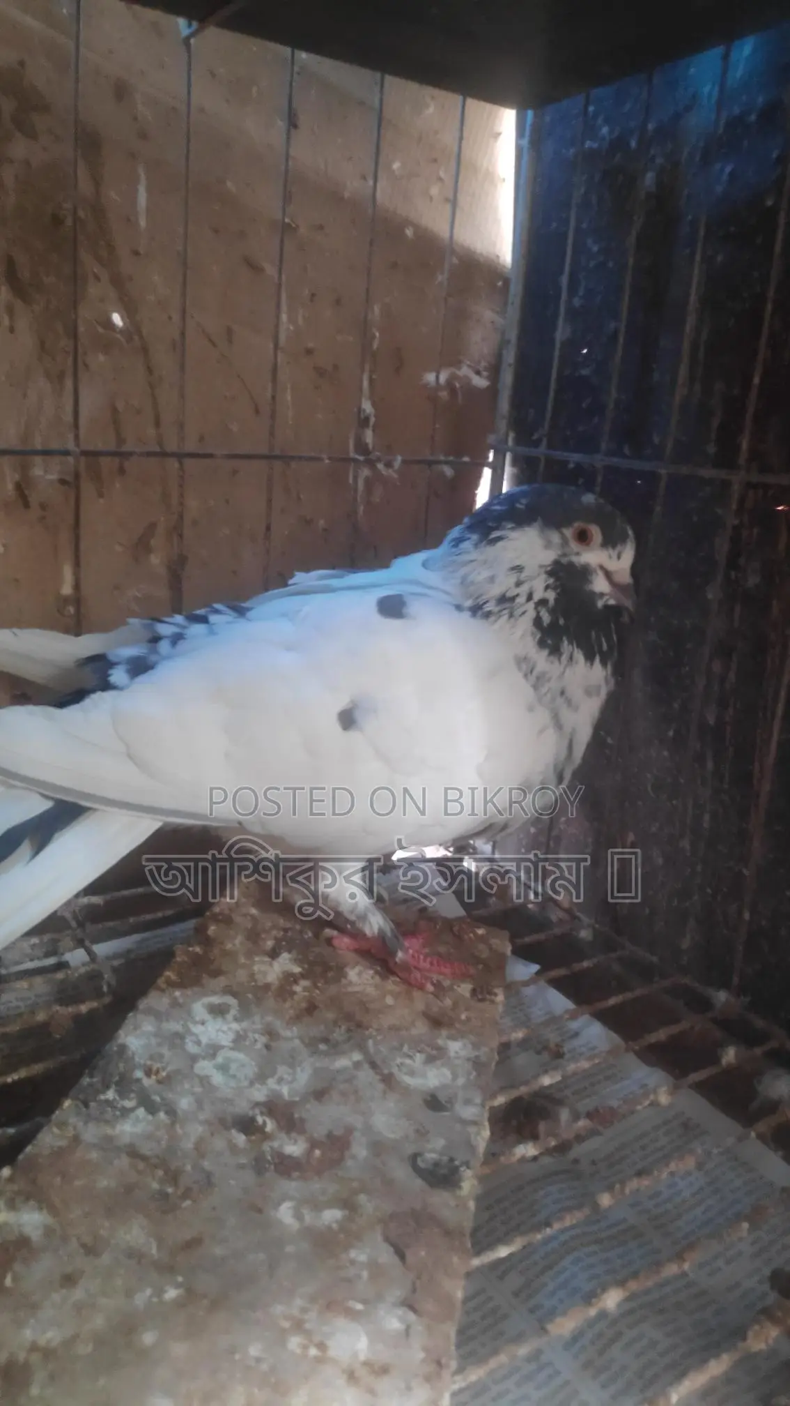 একজোড়া গিরিবাজ কবুতর বাচ্চা সহ