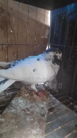 একজোড়া গিরিবাজ কবুতর বাচ্চা সহ