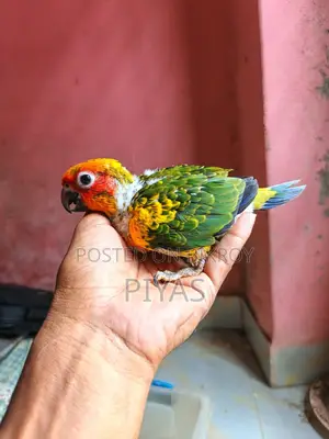 Sun Conure Baby and Blue Ringneck