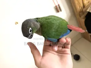 Conure Bird Sell Post