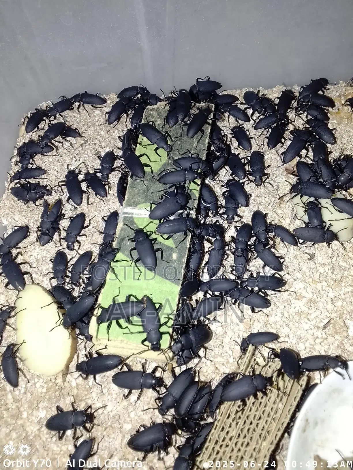 Beetle Larvae Poultry Feed