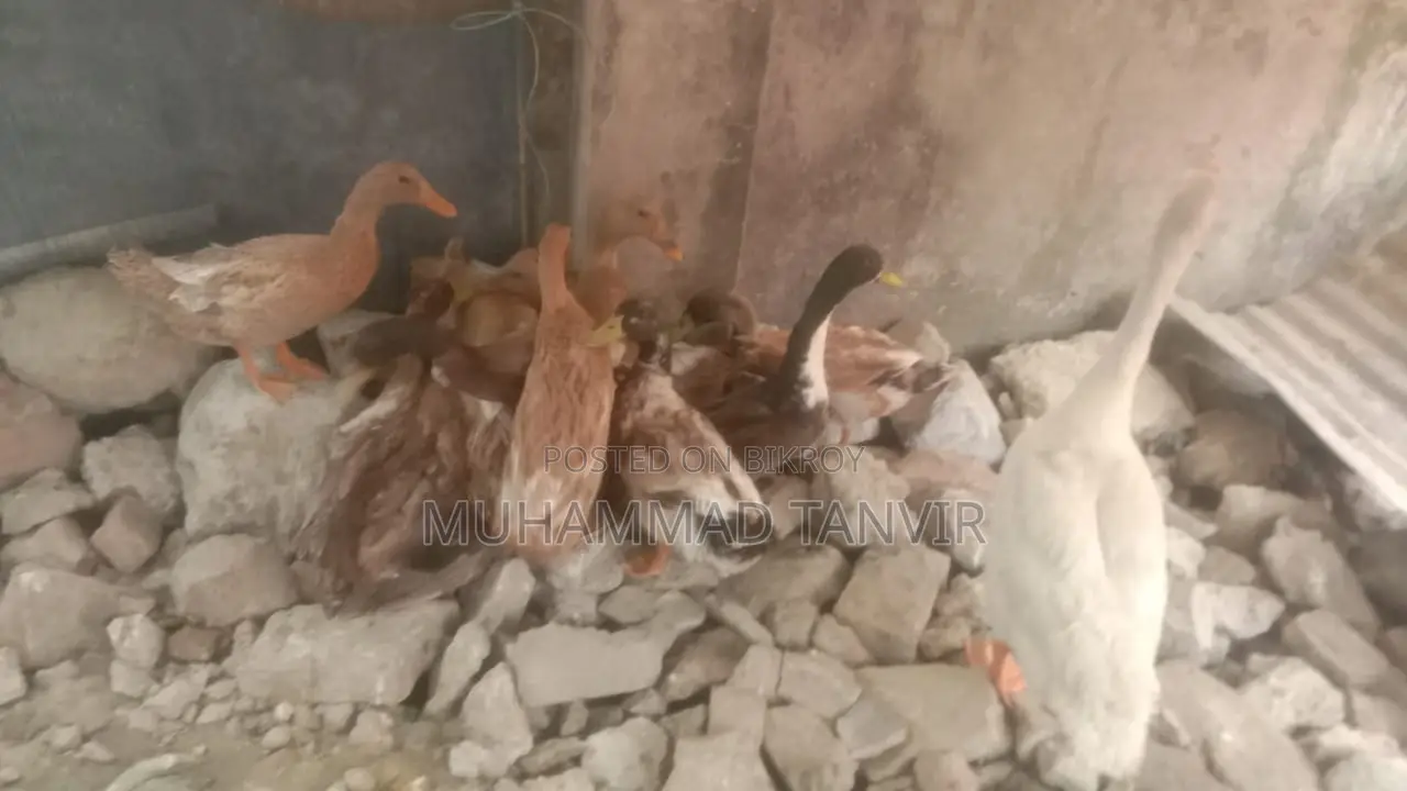 যশোরের হাঁস