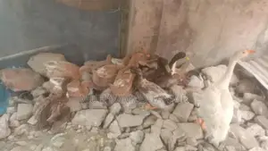 যশোরের হাঁস