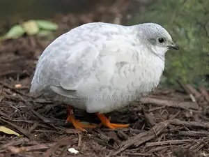 Healthy Farm Raised King Quail Bird | Limited Stock Chattogram