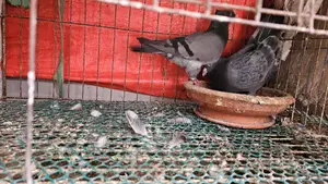Pigeons for sale