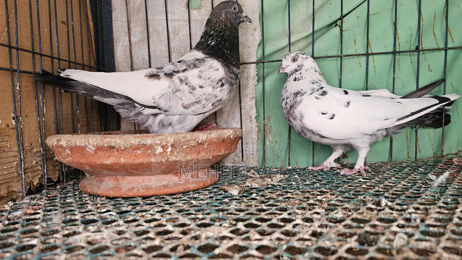 Pigeons for sale