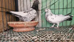 Pigeons for sale
