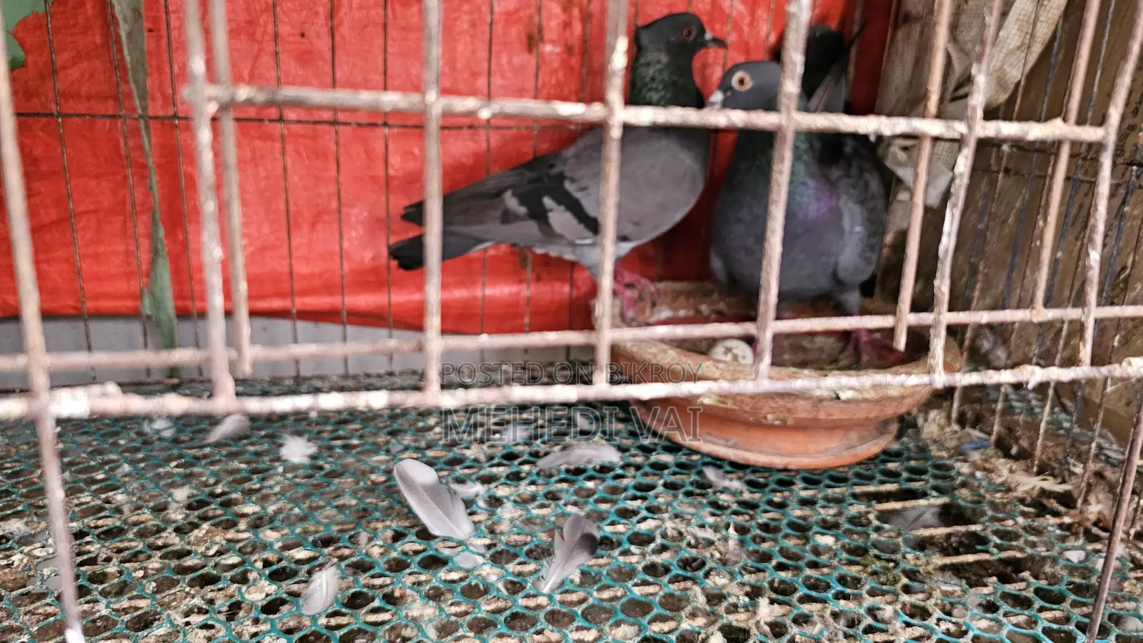 Pigeons for sale