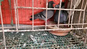Pigeons for sale