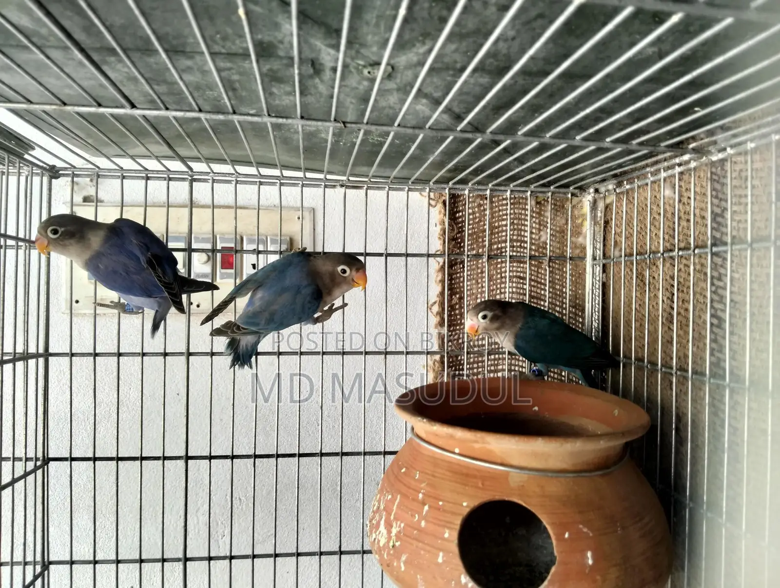 Lovebirds and Sun Conures