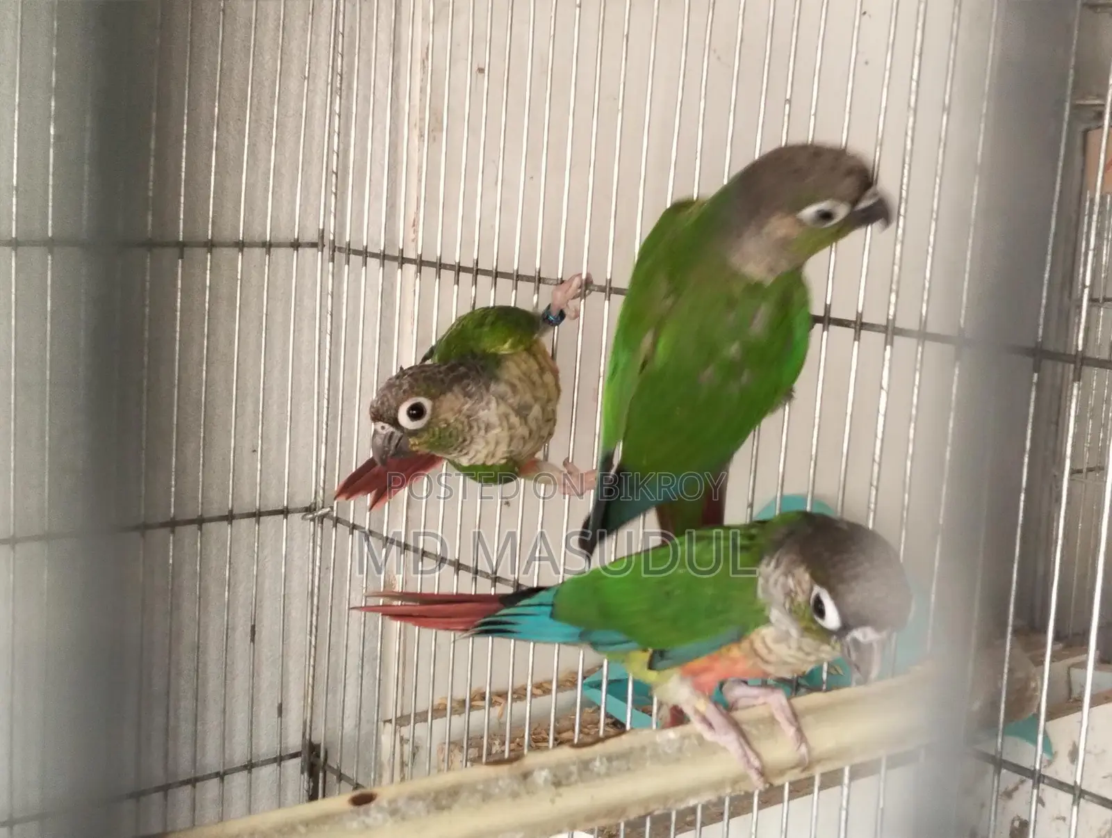 Lovebirds and Sun Conures