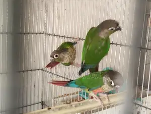 Lovebirds and Sun Conures