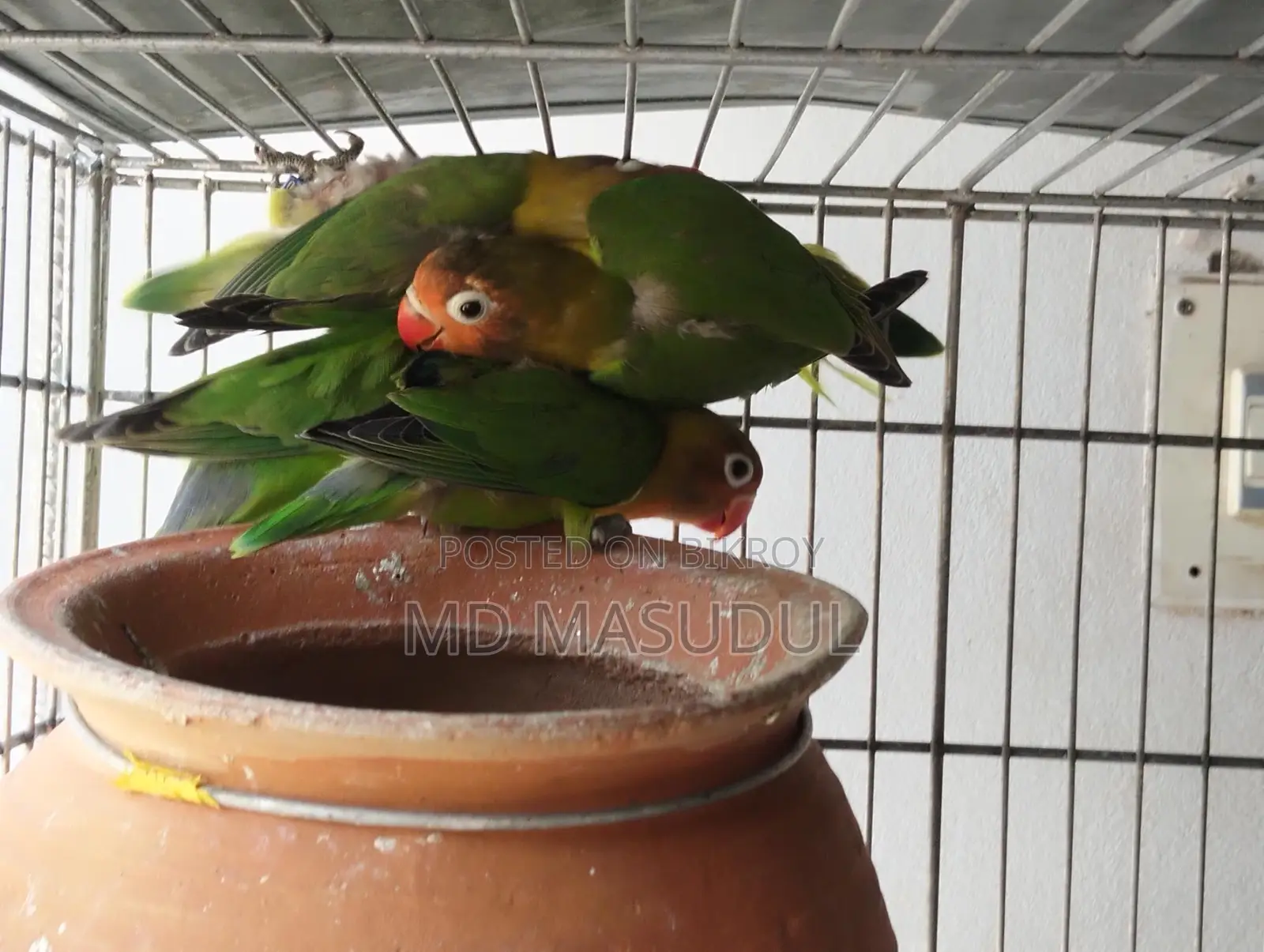 Lovebirds and Sun Conures