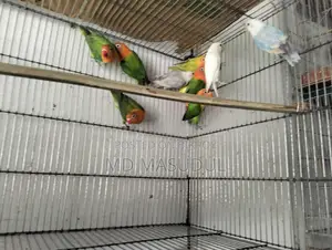 Lovebirds and Sun Conures