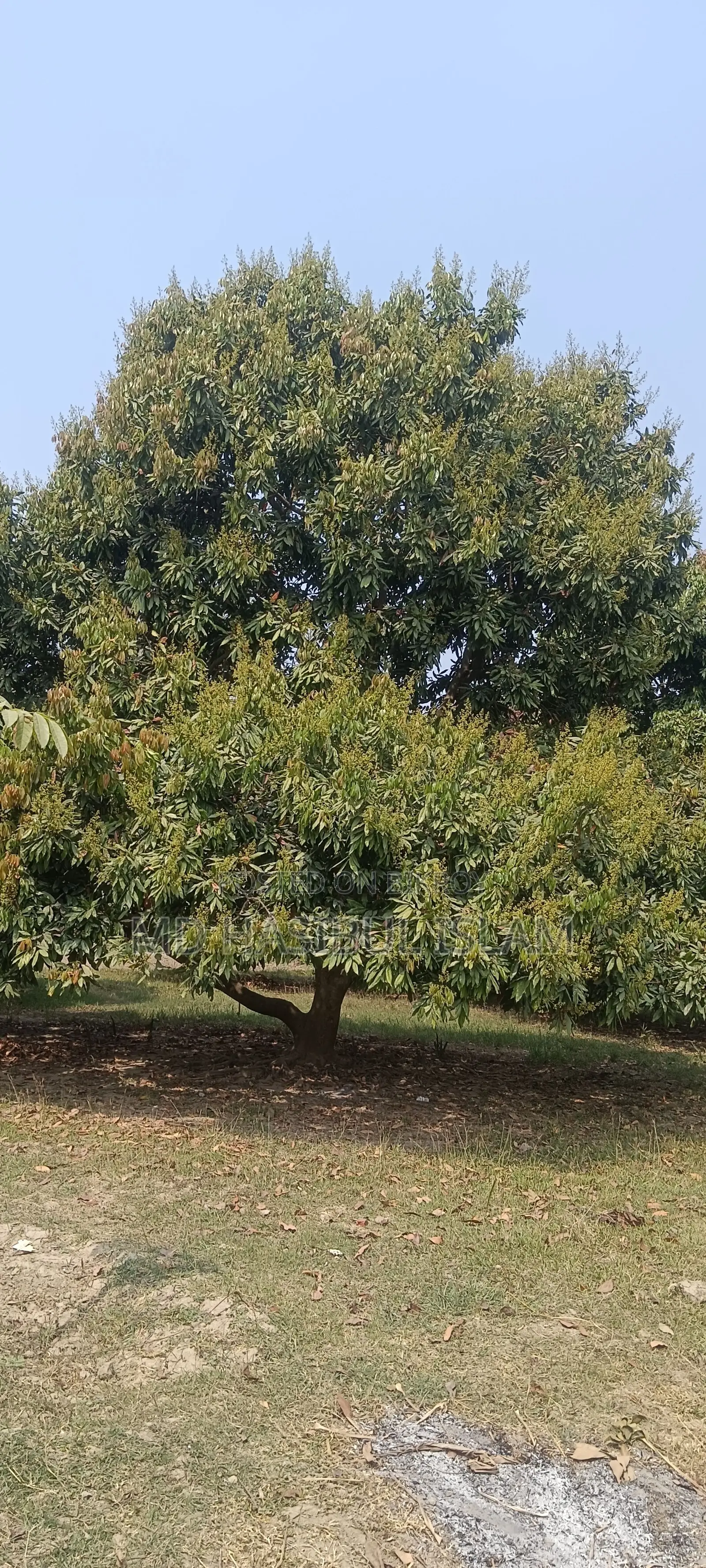 Litchi Orchard for Sale for Three Years