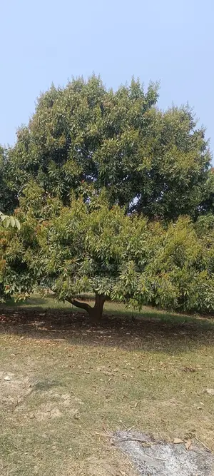 লিচু বাগান বিক্রয় করা হবে তিন বছরের জন্য ।