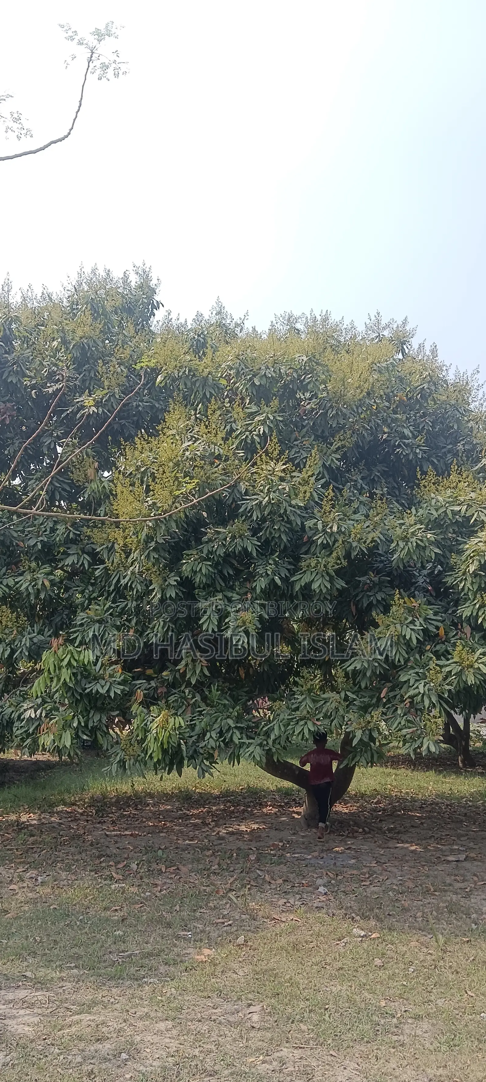 Litchi Orchard for Sale for Three Years