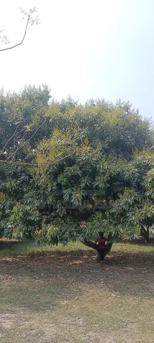 Litchi Orchard for Sale for Three Years