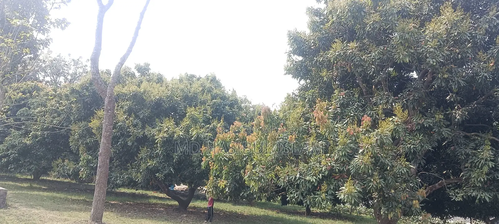 Litchi Orchard for Sale for Three Years