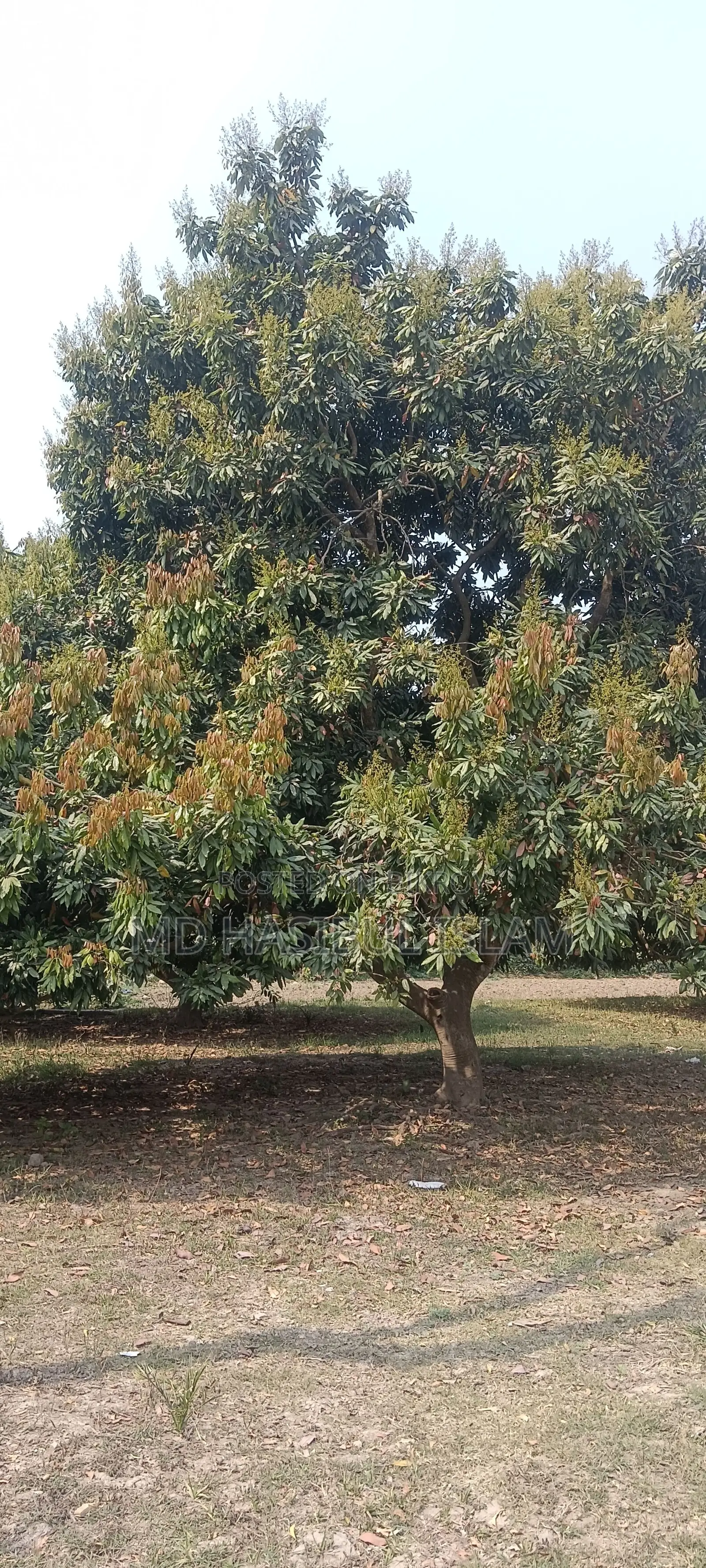Litchi Orchard for Sale for Three Years
