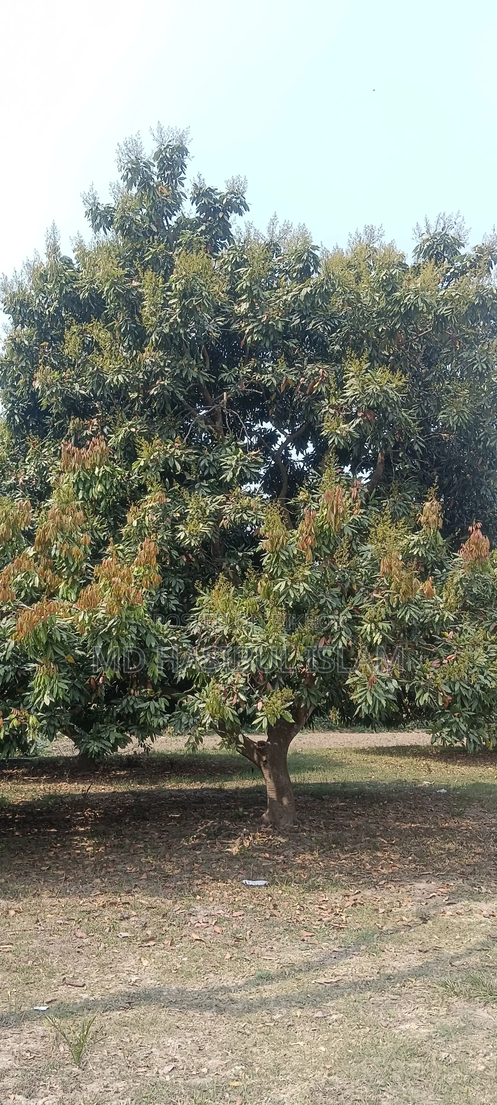 Litchi Orchard for Sale for Three Years