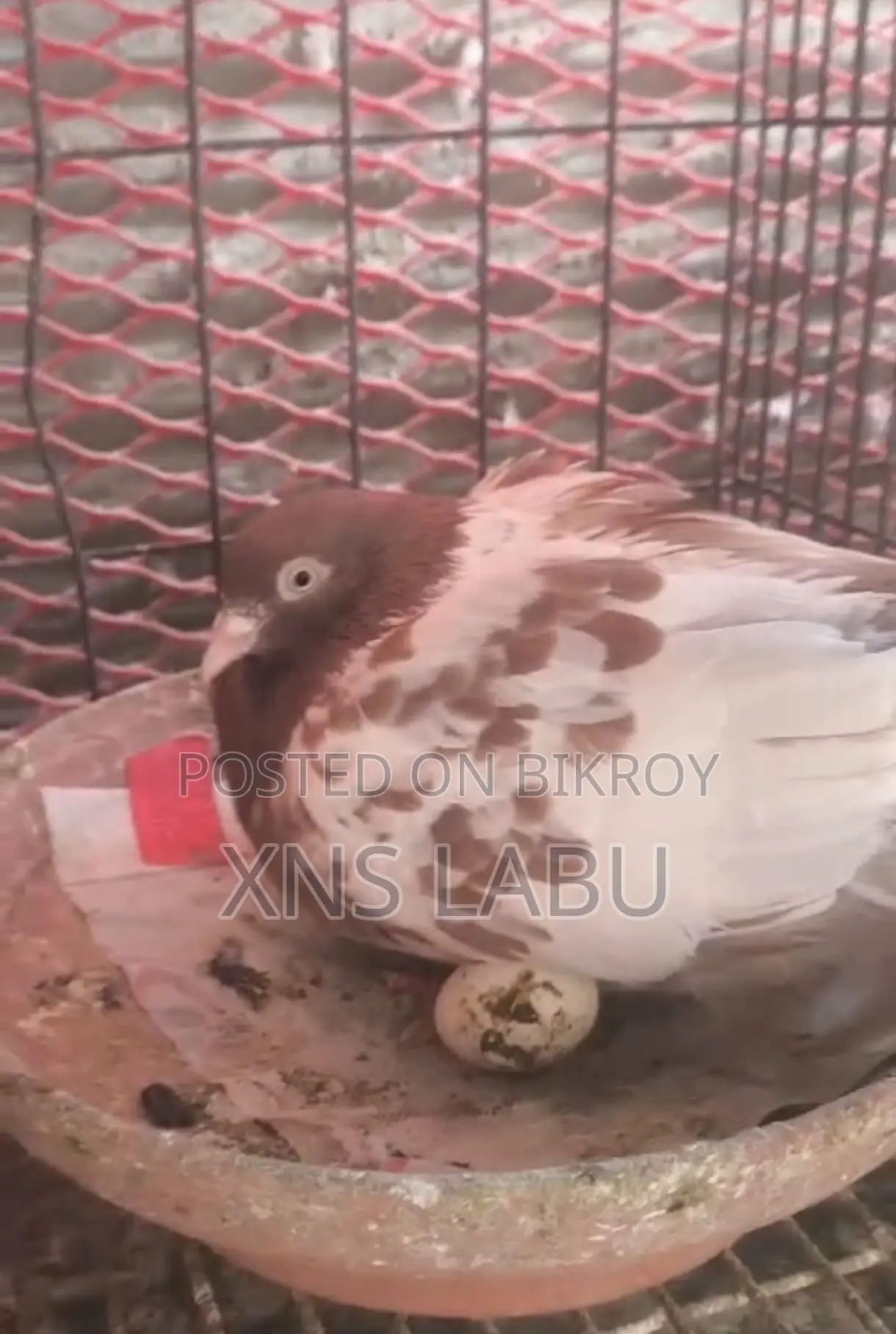 Pigeon Sale