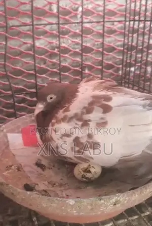 Pigeon Sale