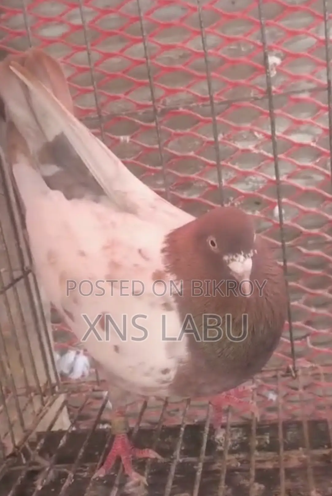 Pigeon Sale