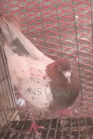 Pigeon Sale