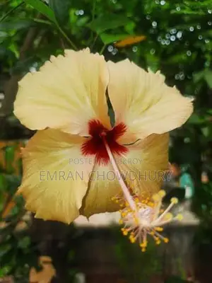 ঝাউ /বিদ্যাপাতার গাছ