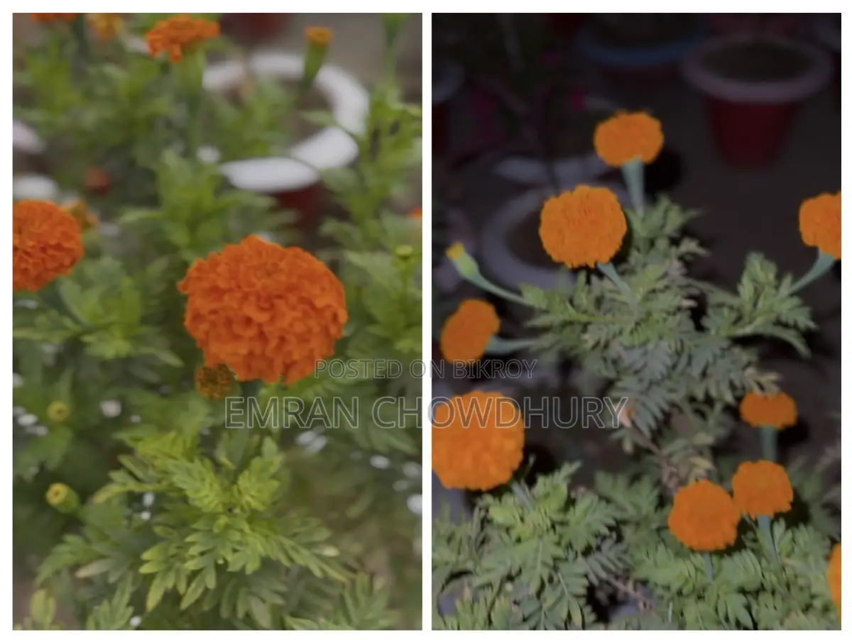 Thuja / Fern Plant