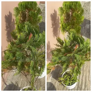 Thuja / Fern Plant