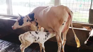 ৯৯৩নং উন্নত জাতের ফ্রিজিয়ান গাভী বিক্রয় হবে।