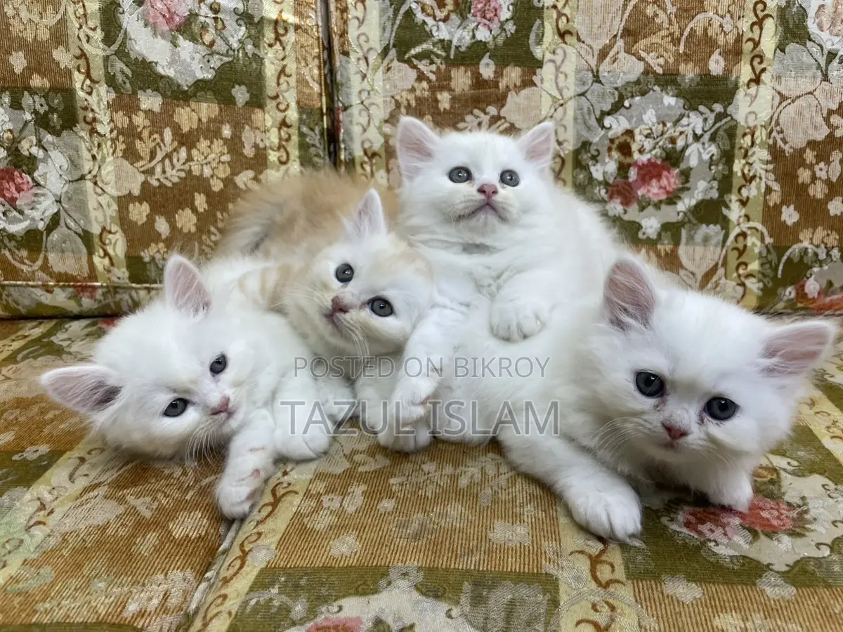 Persian Cat