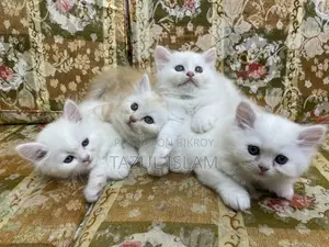 Persian Cat