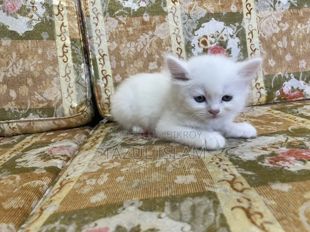 Persian Cat