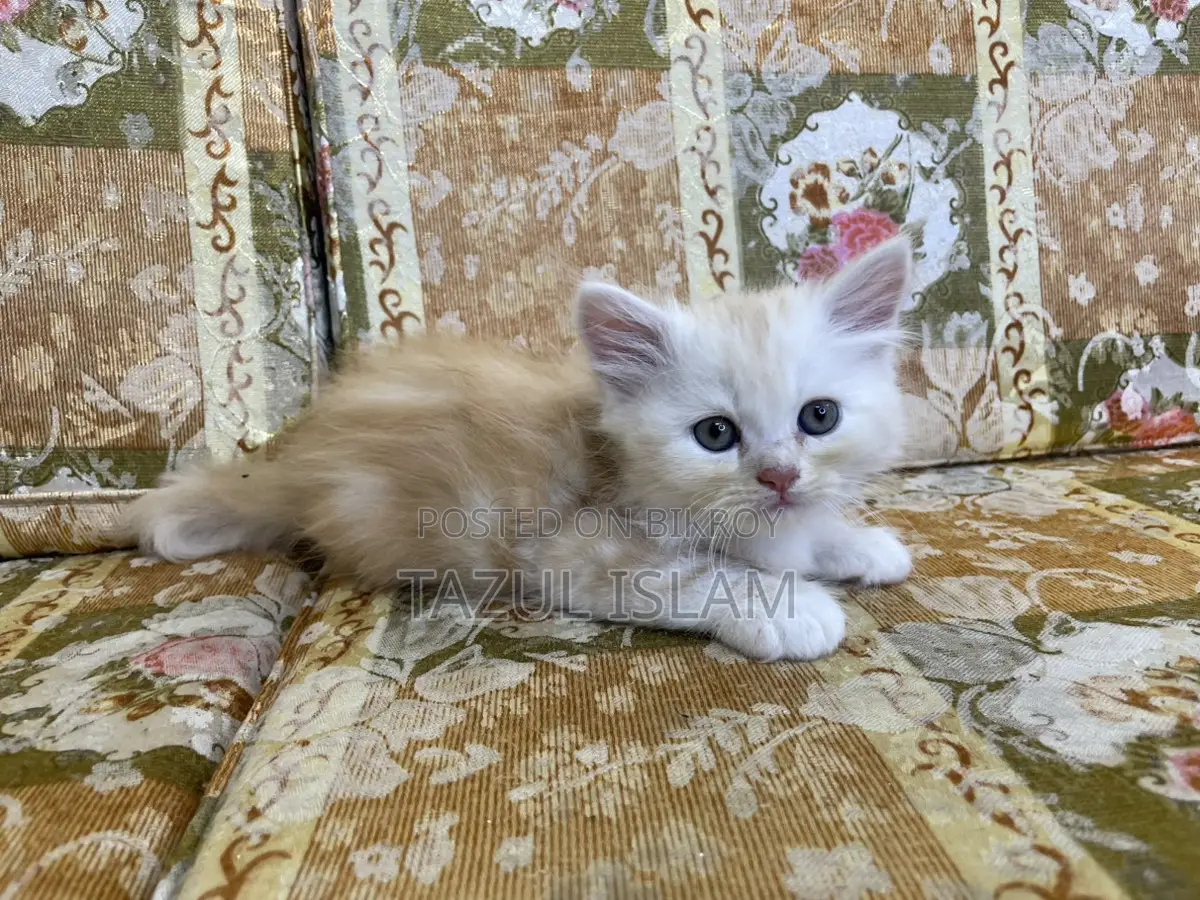 Persian Cat